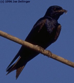 Male Purple Martin (c) 1996 Joe Dellinger