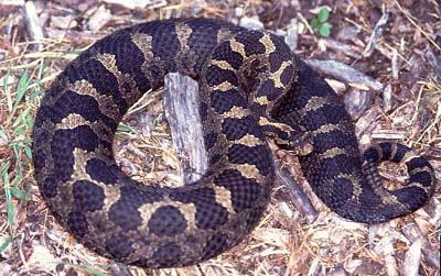 The Eastern Massasauga Rattlesnake