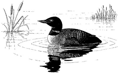 The Common Loon - Click HERE to hear it's cry!