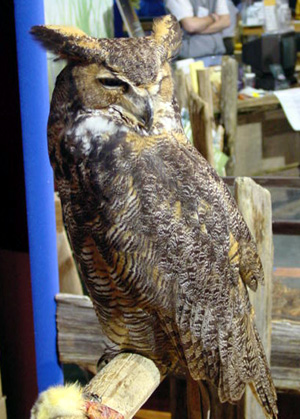 Oscar the owl