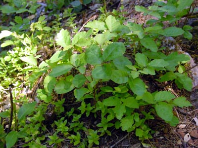 Poison Oak