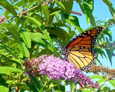 Monarch on a Butterfly Bush